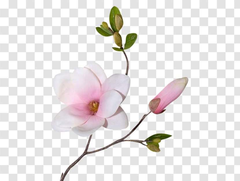 Flower Magnolia Plant Stem Clip Art - Artificial - Picture Material Transparent PNG