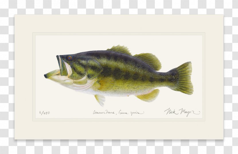 Largemouth Bass Striped Fish Perch - Double Twelve Posters Shading Material Transparent PNG
