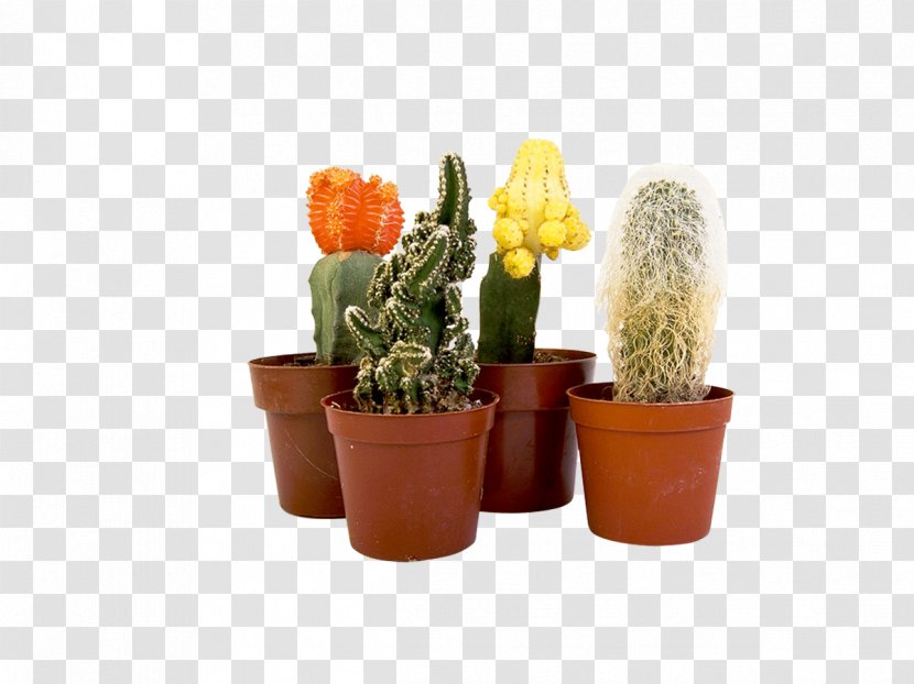 Cactaceae Epiphyllum Flowerpot Houseplant - Flowering Plant - Cactus Transparent PNG