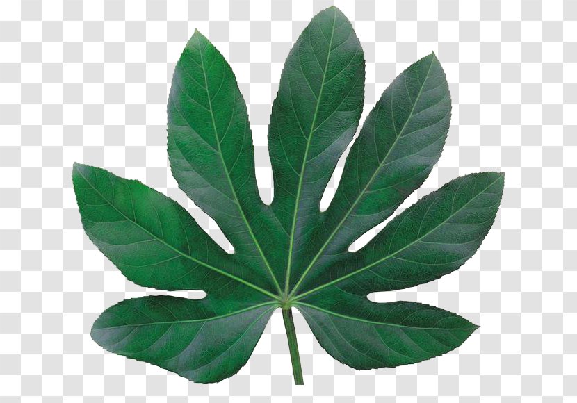 Leaf Plant Tmall Biological Specimen Taobao - Leaves 4 Transparent PNG