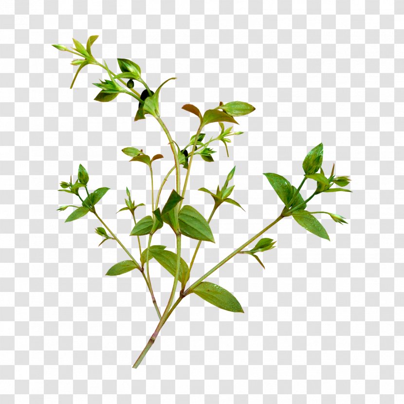 Leaf Branch Green Image - Flowering Plant Transparent PNG