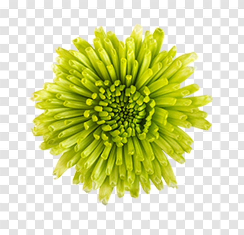 Woodstock The Floral Express Inc. Chrysanthemum Curries Road Cut Flowers - Chrysanths Transparent PNG