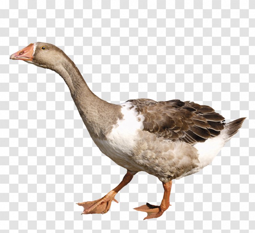 Duck Goose - Fauna - Long Neck Transparent PNG