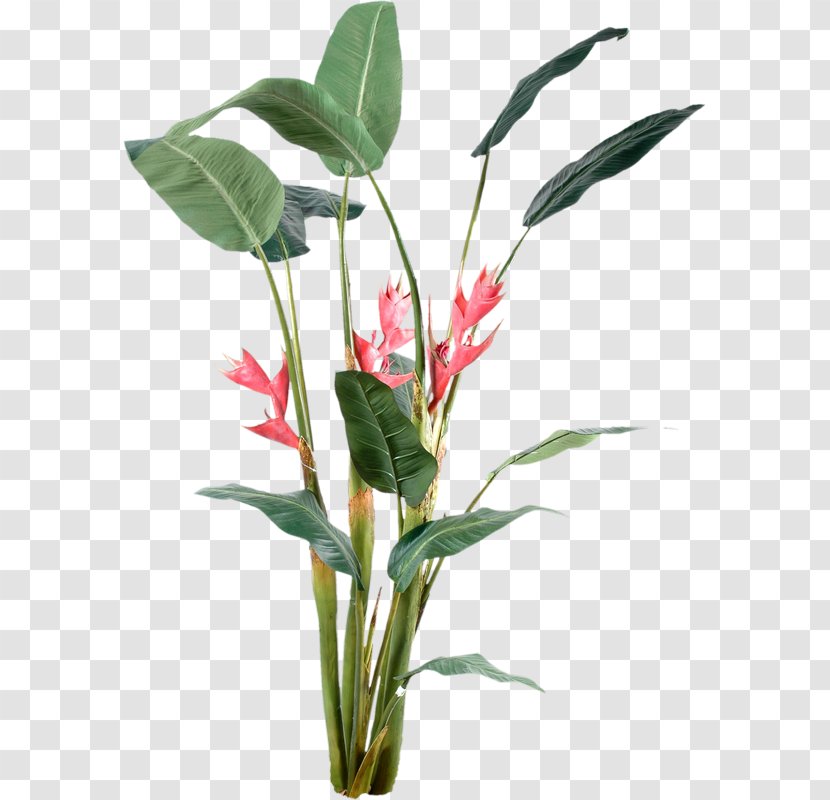 Plant - Image File Formats - Cut Flowers Transparent PNG