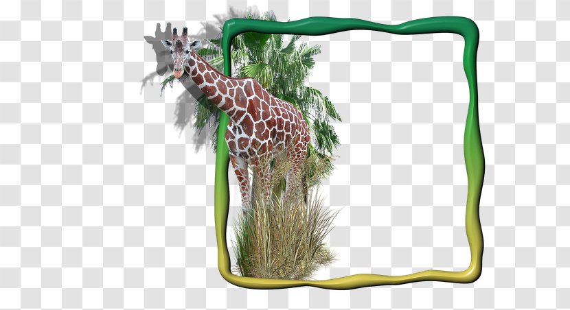 Giraffe Picture Frames Image Clip Art Digital Photo Frame - Tea Bagging A Man Transparent PNG