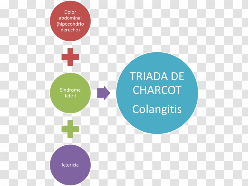 Charcot's Triad Ascending Cholangitis Medicine Physician Disease - Infection - E. Coli Transparent PNG