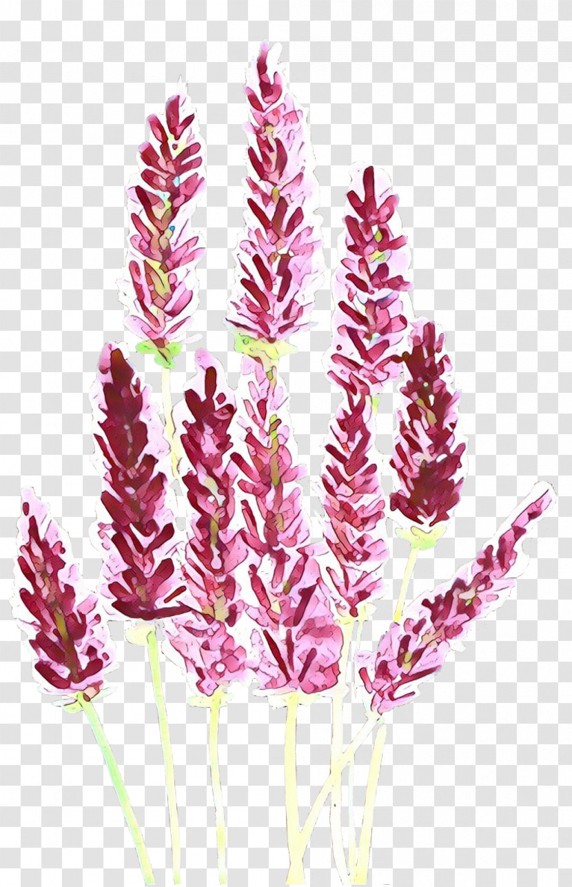 Plant Flower Grass Family Grass Purple Loosestrife Transparent PNG