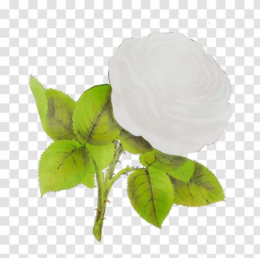 Rose Family - White - Mock Orange Transparent PNG