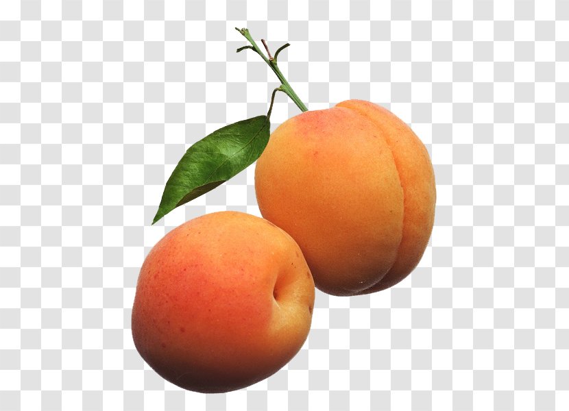 Apricot Kernel Vegetable Oil Fruit Noyau Transparent PNG