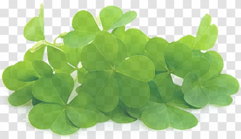 Red Clover Stock Photography Royalty-free Four-leaf - Shamrock - Saint Patrick's Day Transparent PNG