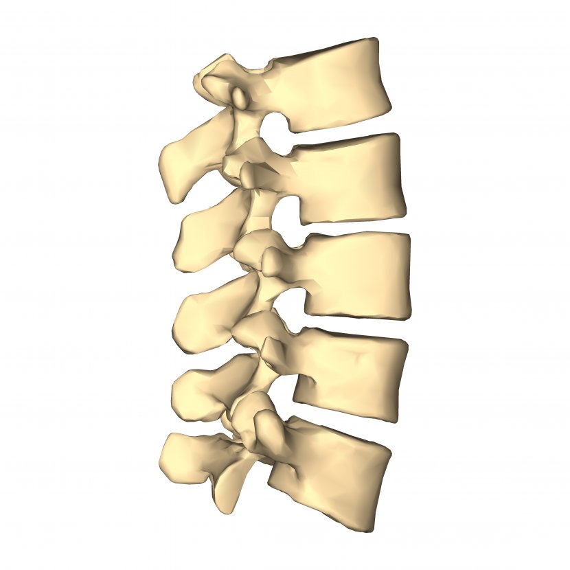 Lumbar Vertebrae Vertebral Column Cervical Thoracic - Metal - Look Transparent PNG