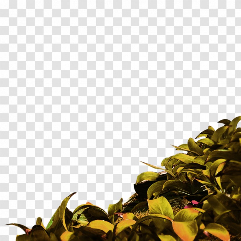 Sweet Tea Oolong Green - Material Transparent PNG