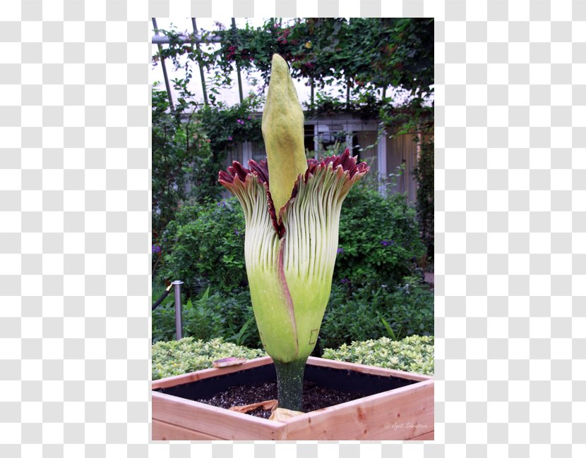 Titan Arum The Scoop Neveria Weber's Greatest Hits: 125 Classic Recipes For Every Grill Chicago Botanic Garden - Zaminkand - Flower Transparent PNG