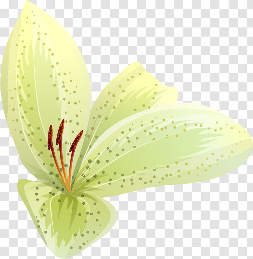 Petal Flower Leaf Plant Transparent PNG