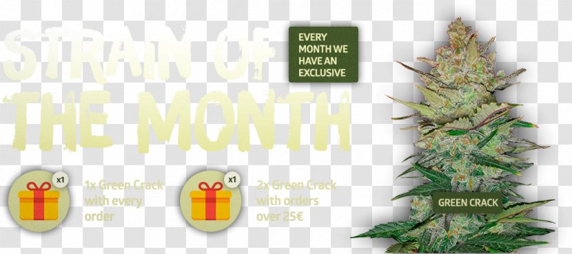 Cannabis Christmas Tree Spruce Fir - Fasting Month Transparent PNG