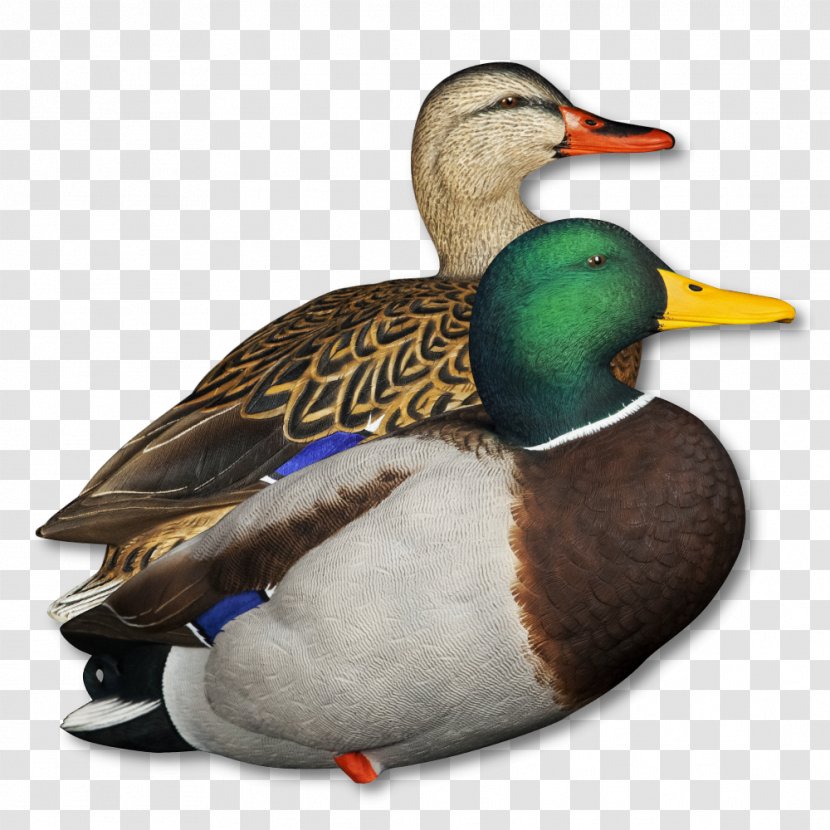 Mallard Seaducks Decoy Hunting - Duck Transparent PNG