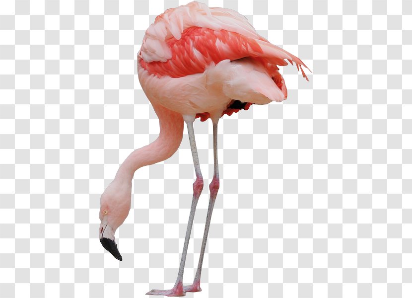 Bird Parrot Image Greater Flamingo - Gulls Transparent PNG