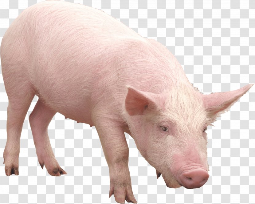 Bornean Bearded Pig The War - Photography - Pink Image Transparent PNG