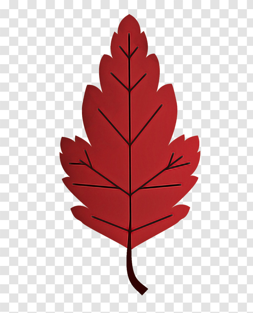 Leaf Maple Leaf / M Tree Plant Structure Science Transparent PNG