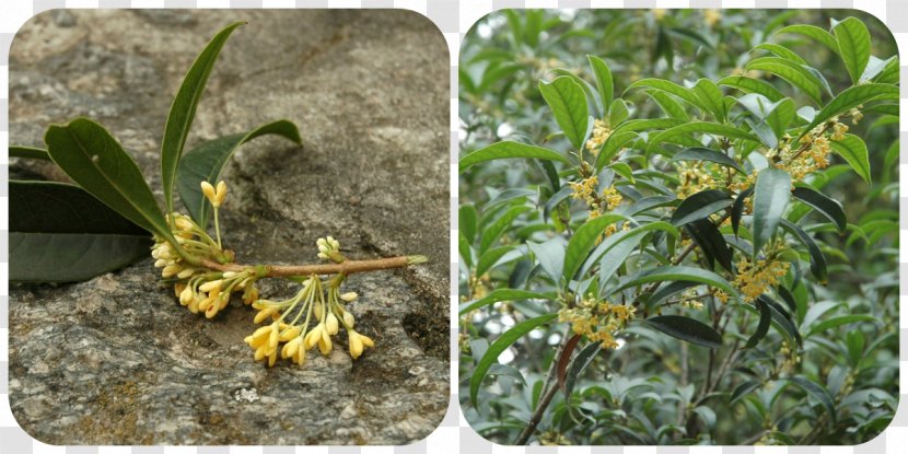 Sweet Osmanthus Plant Flavor Apricot Tree - Yellow - Cake Transparent PNG