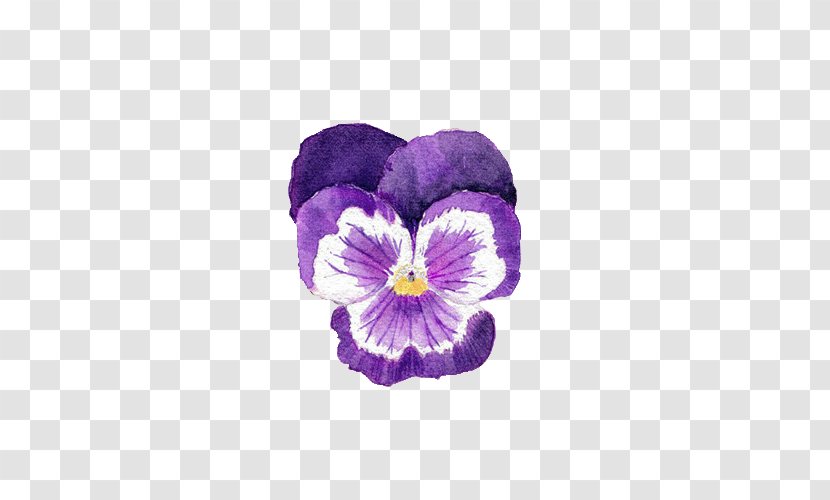 Watercolor Painting Pansy Purple Photography - Violet Family - Flower Transparent PNG