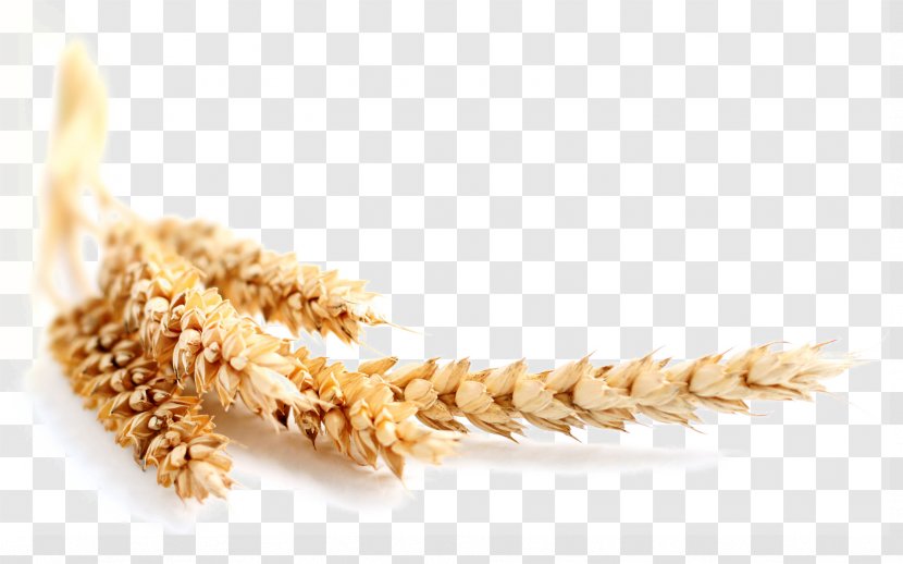 Wheat Maize Ear Grain Cereal - Barley - And Transparent PNG