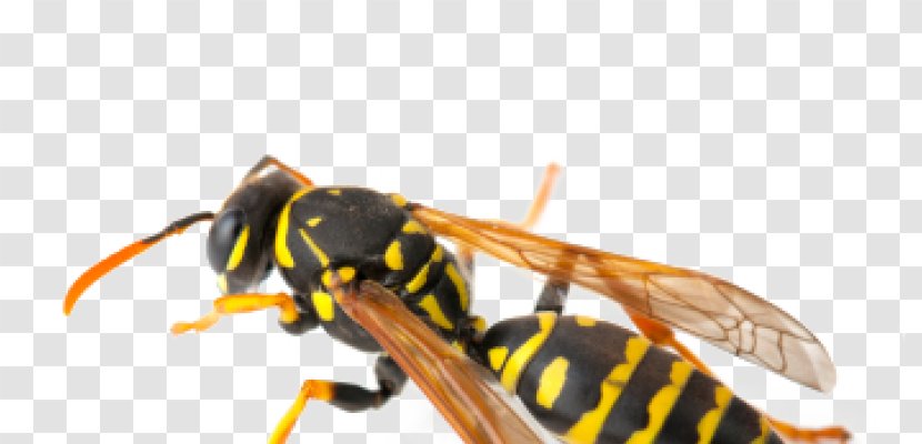 Hornet Insect Wasp Pest Control Exterminator - Cartoon - Identification Transparent PNG