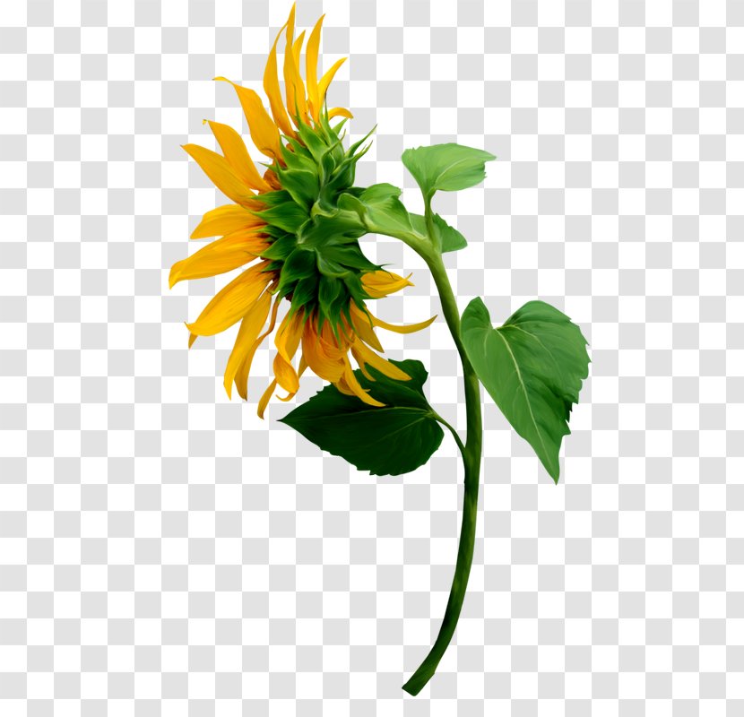 The Painter Of Sunflowers Common Sunflower Image - Botany - Painting Transparent PNG