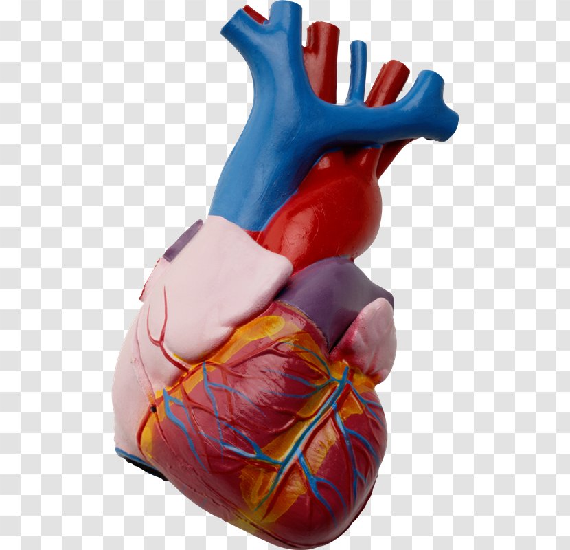 Heart Anatomy Hypertension Beta Blocker Cardiovascular Disease - Cartoon Transparent PNG