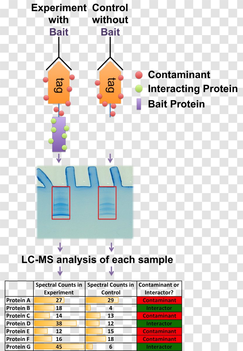 Mass Spectrometry Interactome Label-free Quantification Immunoprecipitation Stable Isotope Labeling By Amino Acids In Cell Culture - Protein Purification Transparent PNG