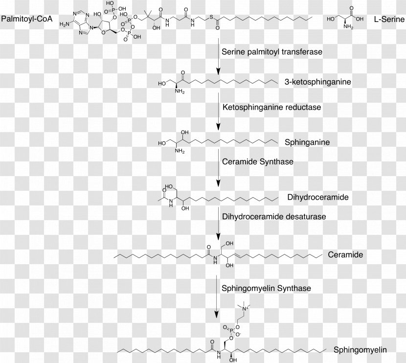 Sphingomyelin Phosphodiesterase Ceramide Sphingolipid Cell Membrane - Cartoon - Synthesis Transparent PNG