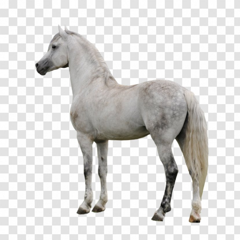 Appaloosa American Paint Horse Arabian Clip Art - Snout - Gray Transparent PNG