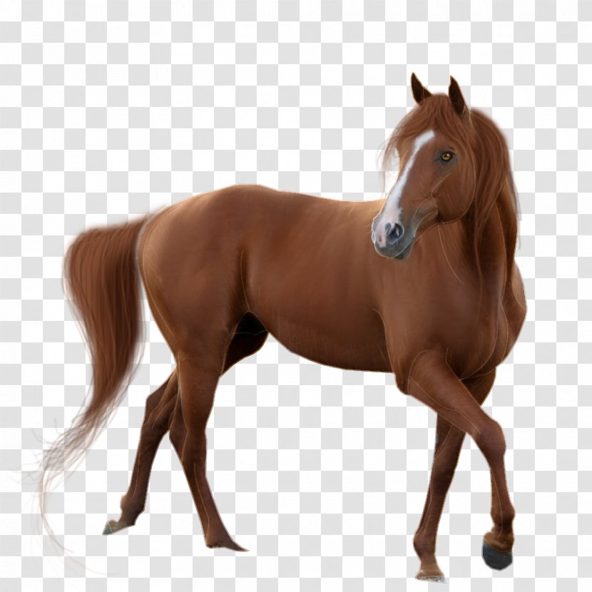 Horse Display Resolution - Sorrel - Transparent Background Transparent PNG