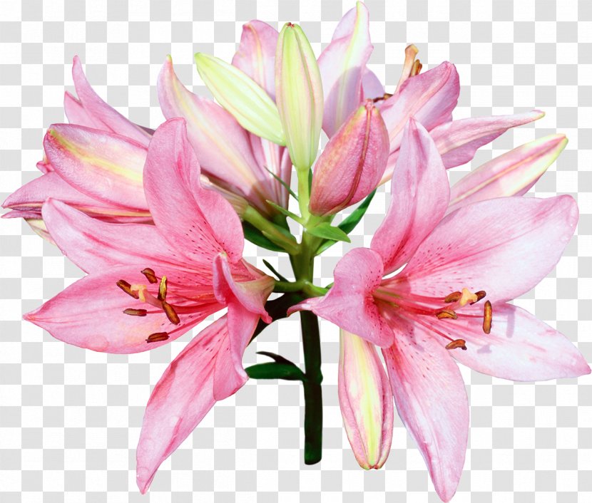 Tiger Lily Lilium Candidum Desktop Wallpaper Stock Photography - Flower - Water Lilies Transparent PNG