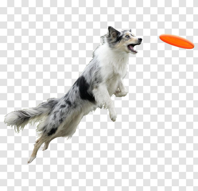 Dog Walking Cat Puppy - Border Collie Transparent PNG