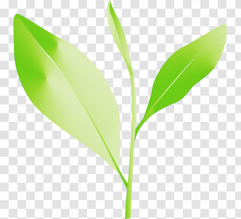 Tea Leaves Leaf Spring Transparent PNG