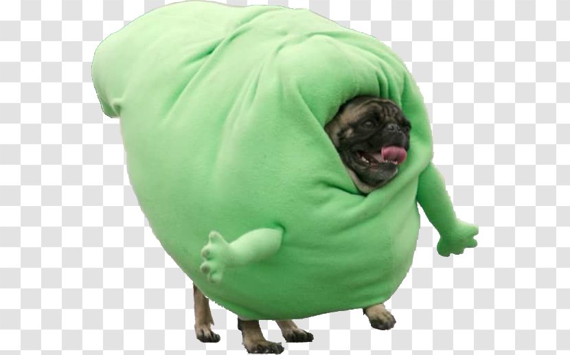 Pugs In Costumes Puppy Halloween Costume - Princess Transparent PNG