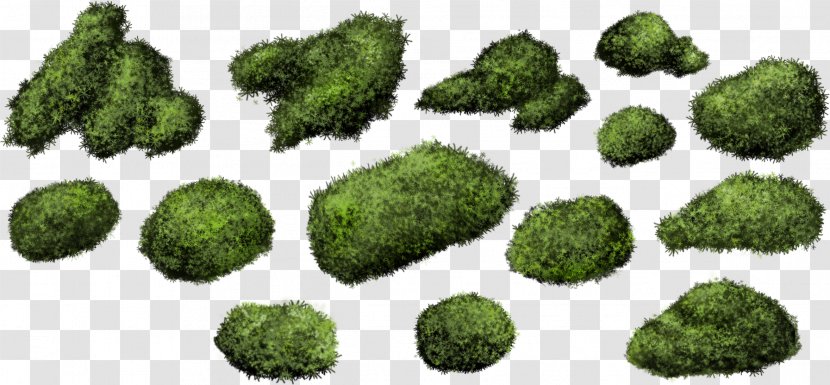 Shrub Moss Bryophyte - Tree - Bush Transparent PNG