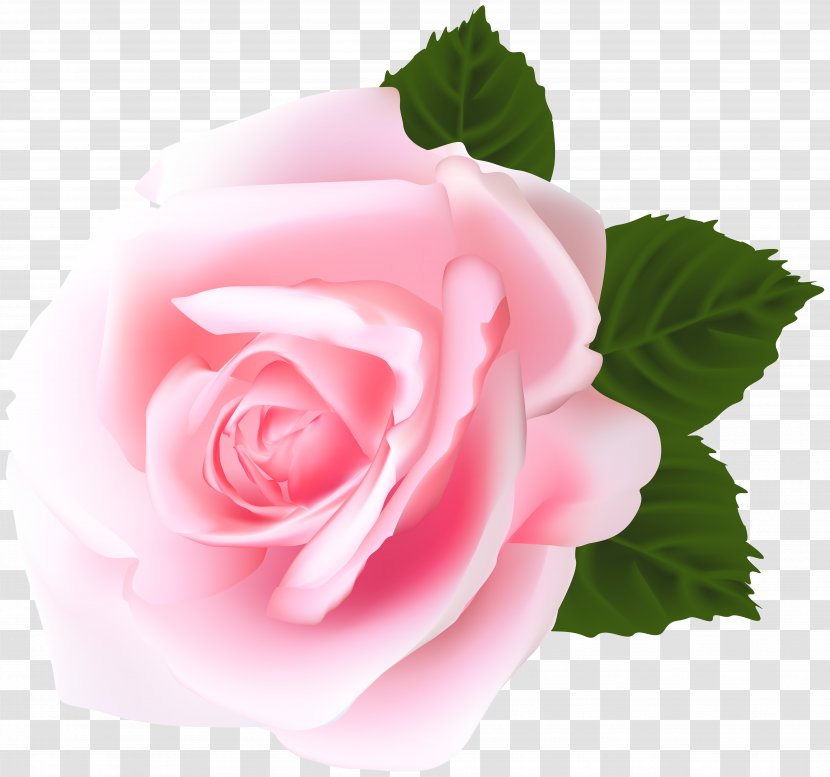 Garden Roses Centifolia Pink Clip Art - Flowering Plant - Rose Transparent PNG