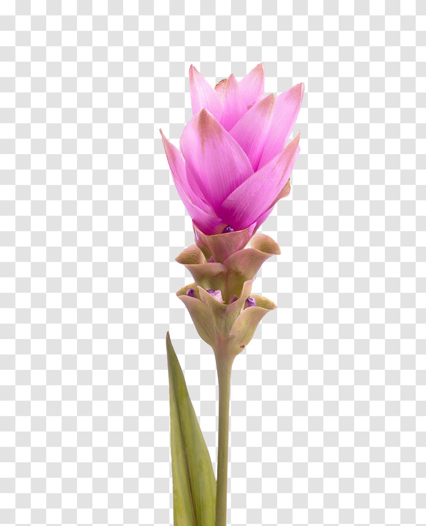Thailand Curcuma Alismatifolia Tulip Turmeric - Petal - Tulips Free Picture Pull Transparent PNG