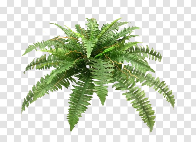 Sword Fern Plant Flower Bouquet Wedding - Boston Transparent PNG