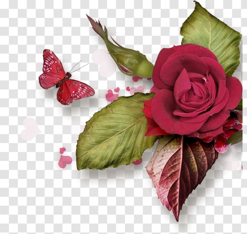 Garden Roses Cabbage Rose Flower Valentine's Day - Order Transparent PNG