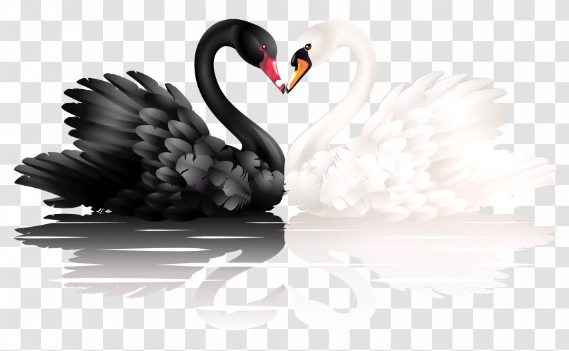 Mute Swan White Swan, Black Black-necked Trumpeter - Stock Photography - And Swans With Heart Shape Clipart Transparent PNG