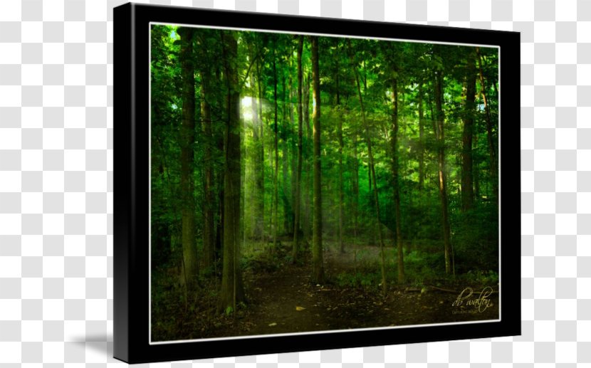 Television Set Biome Desktop Wallpaper Picture Frames - Tree - Computer Transparent PNG