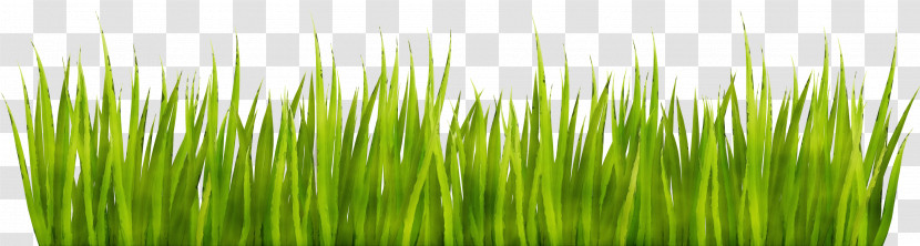 Green Grass Vegetation Wheatgrass Plant Transparent PNG