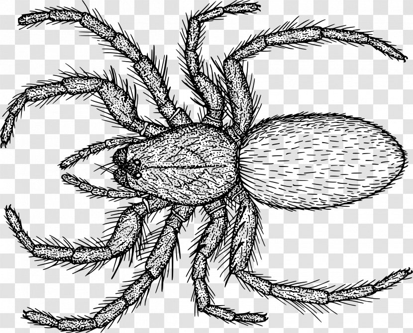 Line Art Spider Drawing Clip - Pest Transparent PNG