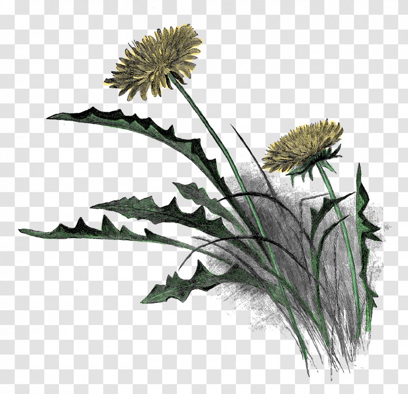 Drawing Wildflower Pencil - Plant - Dandelion Transparent PNG
