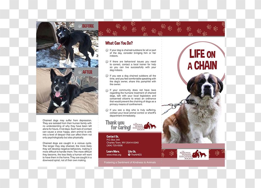 Non-profit Organisation Dog Breed Organization Advertising - Donation Transparent PNG