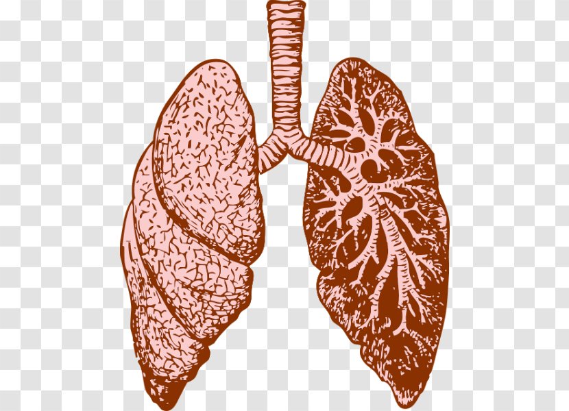 Lung Cystic Fibrosis Chronic Obstructive Pulmonary Disease Breathing - Health - Artery Transparent PNG