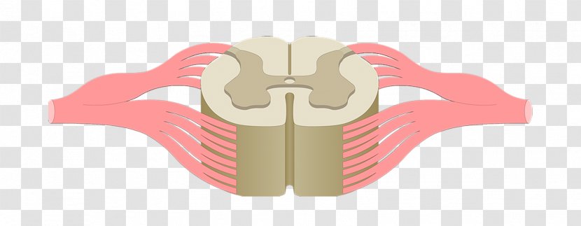 Spinal Cord Injury Vertebral Column Anatomy Central Nervous System - Cartoon - Frame Transparent PNG